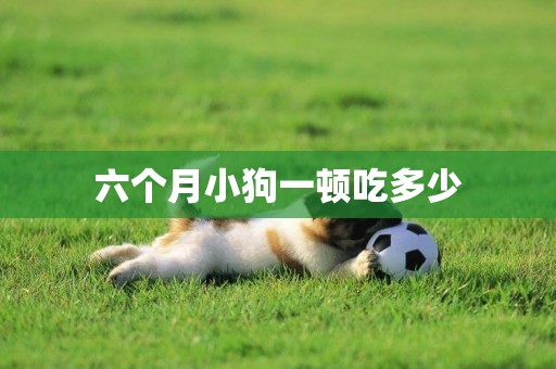 六個月小狗一頓吃多少