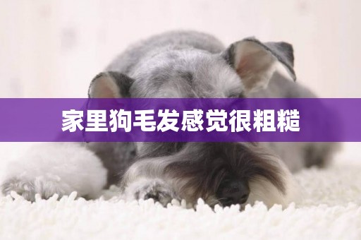 家里狗毛發感覺很粗糙