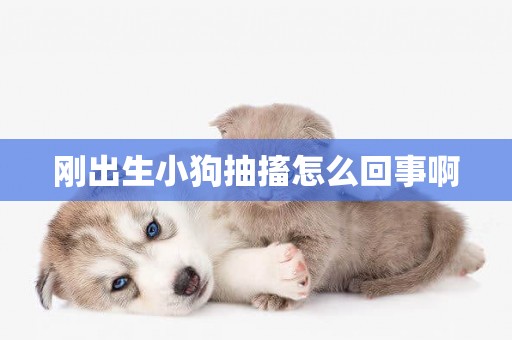 剛出生小狗抽搐怎么回事啊