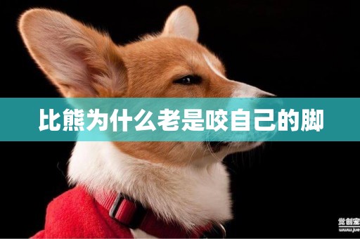 比熊為什么老是咬自己的腳