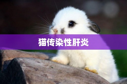 貓傳染性肝炎
