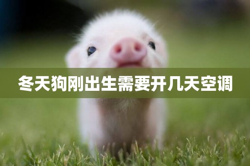 冬天狗剛出生需要開幾天空調
