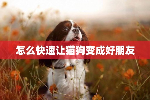怎么快速讓貓狗變成好朋友