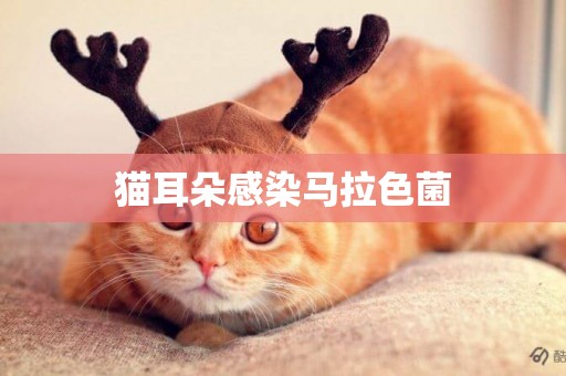 貓耳朵感染馬拉色菌
