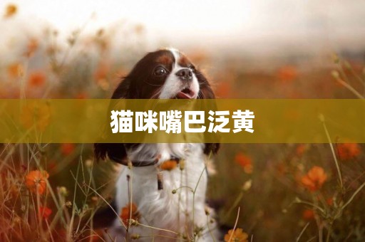貓咪嘴巴泛黃
