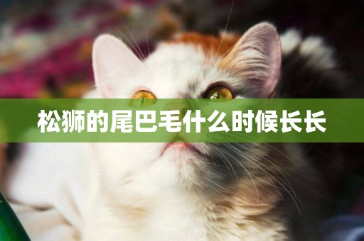 松獅的尾巴毛什么時候長長