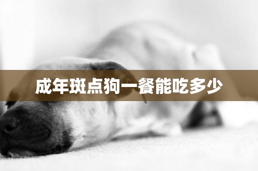 成年斑點狗一餐能吃多少