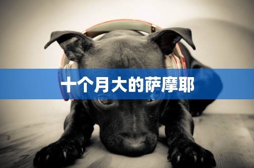 十個月大的薩摩耶