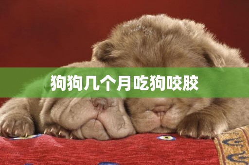 狗狗幾個月吃狗咬膠