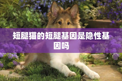 短腿貓的短腿基因是隱性基因嗎