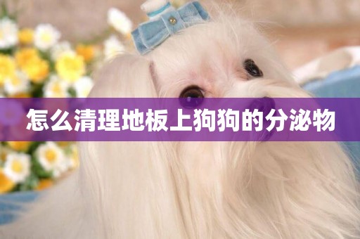 怎么清理地板上狗狗的分泌物