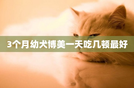 3個月幼犬博美一天吃幾頓最好