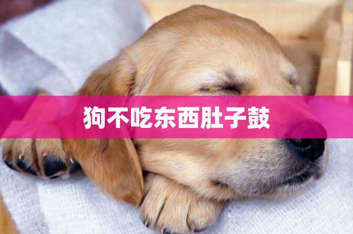 狗不吃東西肚子鼓
