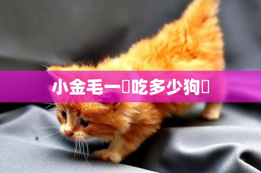 小金毛一頓吃多少狗糧