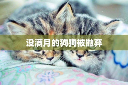 沒滿月的狗狗被拋棄