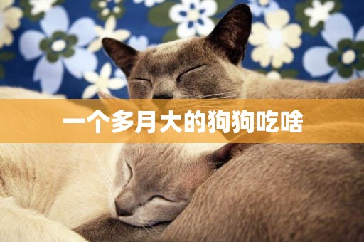 一個多月大的狗狗吃啥