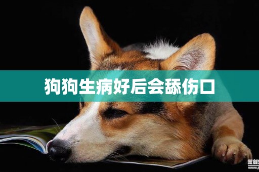 狗狗生病好后會舔傷口