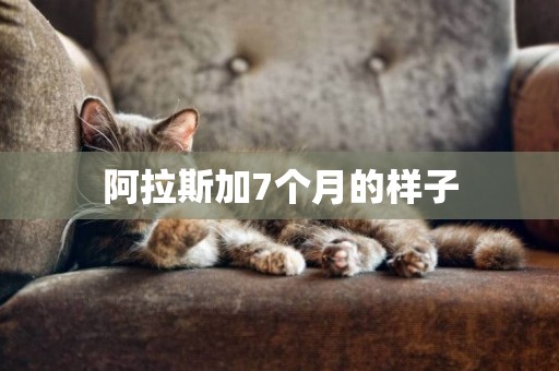 阿拉斯加7個月的樣子