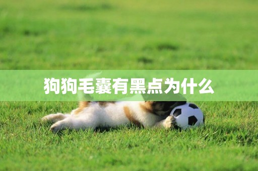狗狗毛囊有黑點為什么