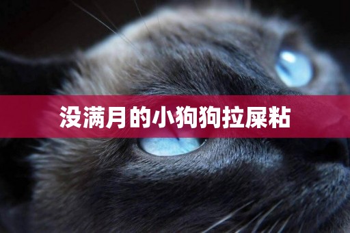 沒滿月的小狗狗拉屎粘