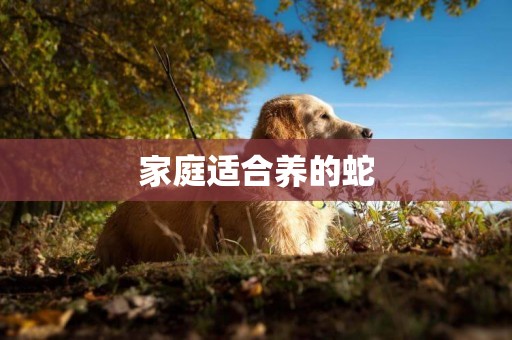 家庭適合養的蛇