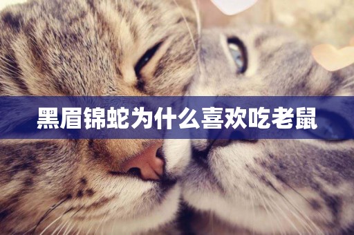 黑眉錦蛇為什么喜歡吃老鼠