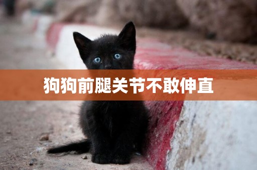 狗狗前腿關節不敢伸直