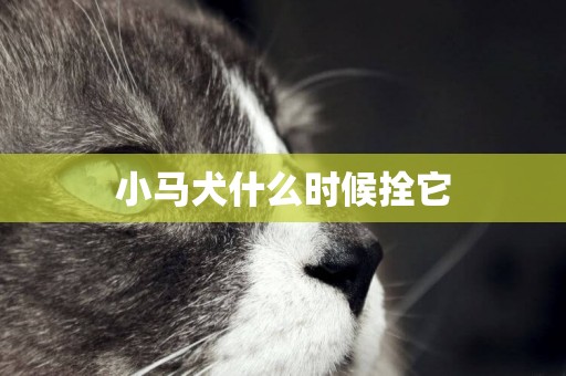 小馬犬什么時候拴它