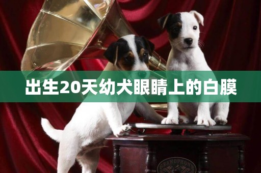 出生20天幼犬眼睛上的白膜
