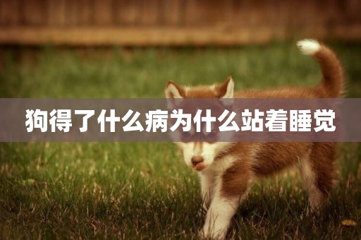 狗得了什么病為什么站著睡覺
