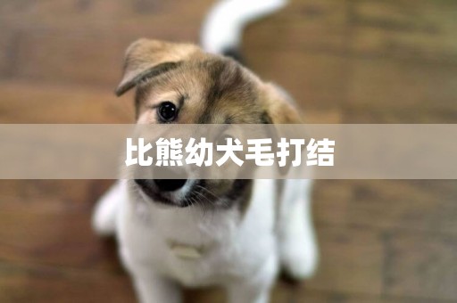 比熊幼犬毛打結