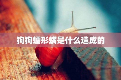 狗狗蠕形螨是什么造成的