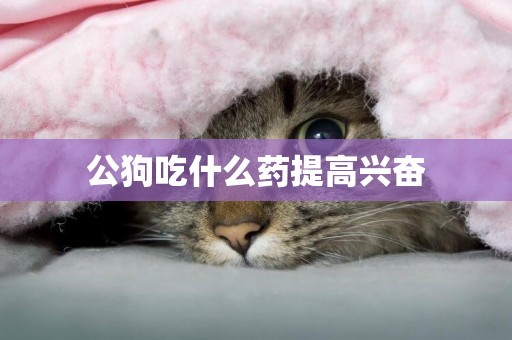 公狗吃什么藥提高興奮
