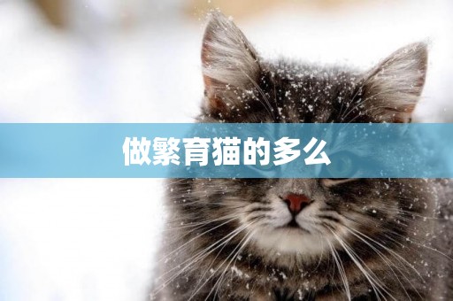 做繁育貓的多么
