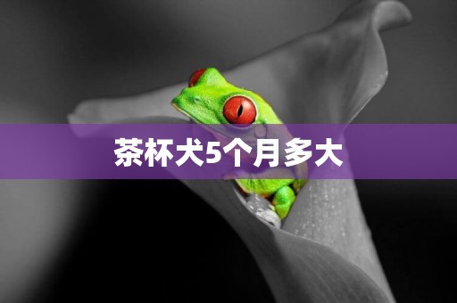 茶杯犬5個月多大