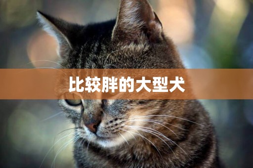 比較胖的大型犬