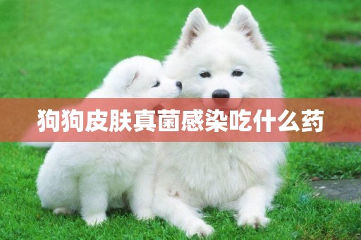 狗狗皮膚真菌感染吃什么藥