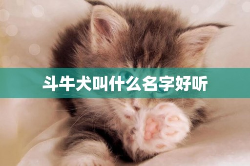 斗牛犬叫什么名字好聽
