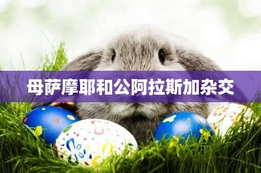母薩摩耶和公阿拉斯加雜交