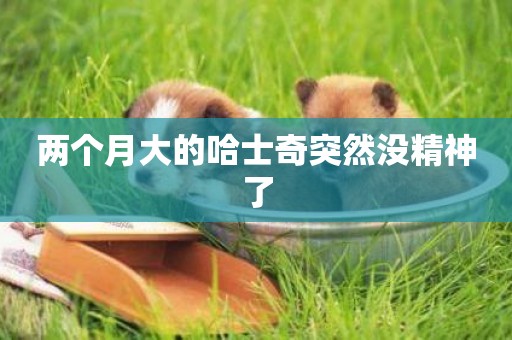兩個月大的哈士奇突然沒精神了