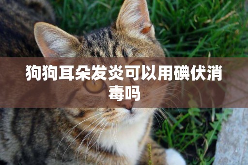 狗狗耳朵發炎可以用碘伏消毒嗎
