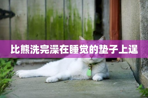 比熊洗完澡在睡覺的墊子上逞