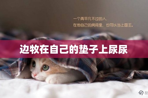 邊牧在自己的墊子上尿尿