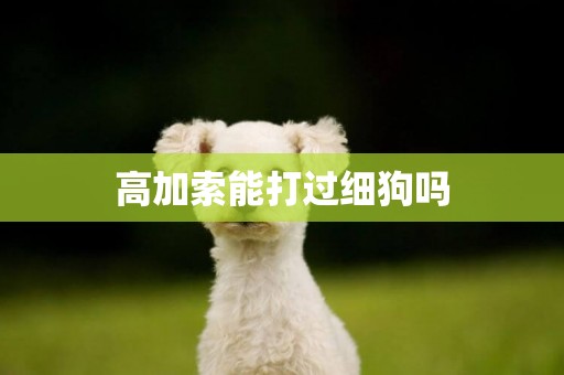 高加索能打過細狗嗎