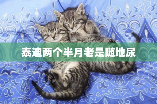 泰迪兩個半月老是隨地尿