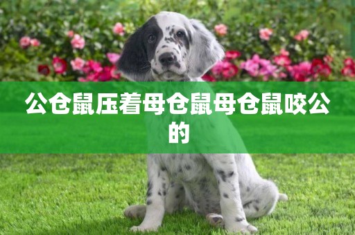 公倉鼠壓著母倉鼠母倉鼠咬公的