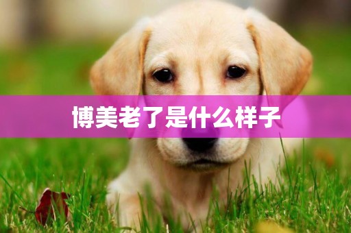 博美老了是什么樣子