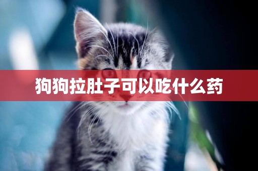 狗狗拉肚子可以吃什么藥