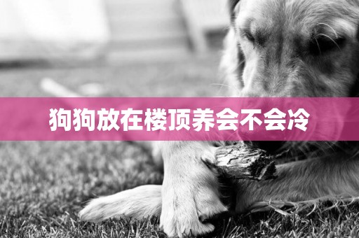 狗狗放在樓頂養會不會冷