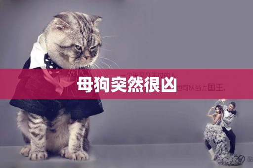 母狗突然很兇